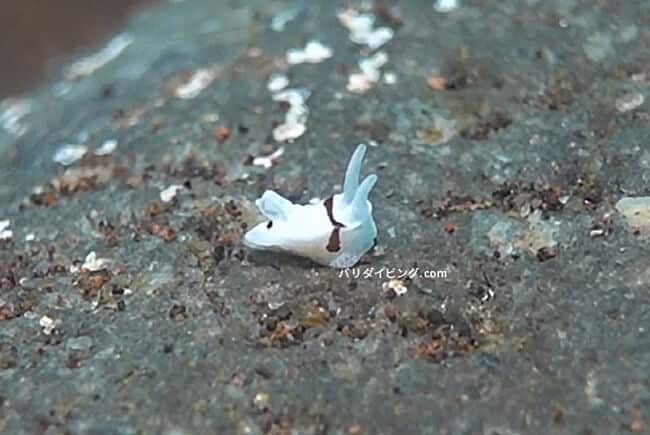 マーフィドーリス・コブイ、　murphydoris cobbi