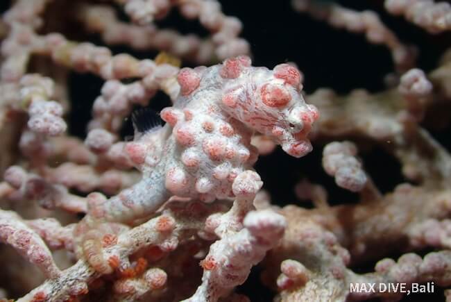 コダマタツ、以前の名前はピグミーシーホース