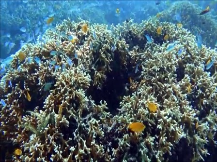 バリ島ムンジャンガン島，サンゴ礁とスズメダイの群れ