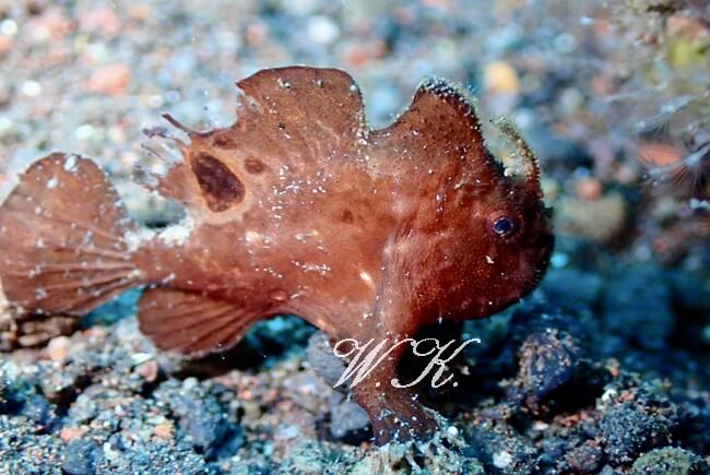 レンベフロッグフィッシュ，Nudiantennarius subteres