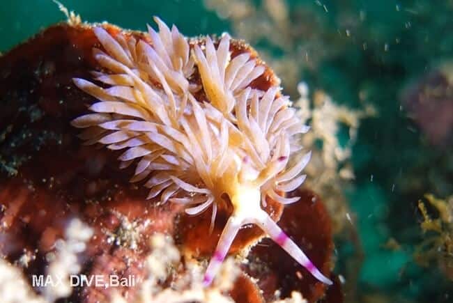 ムカデミノウミウシの種複合体, pteraeolidia semperi species complex