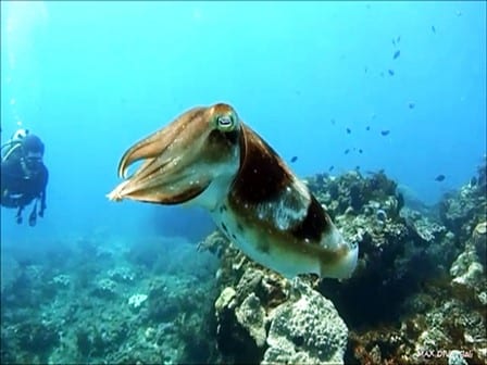 bali diving padang bai, cuttlefish