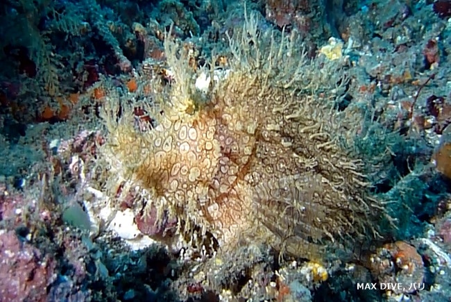 バリ島　ボロカサゴ　weedy scorpionfish, rhinopias frondosa