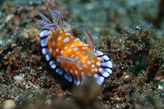 ボブサンウミウシGoniobranchus roboi