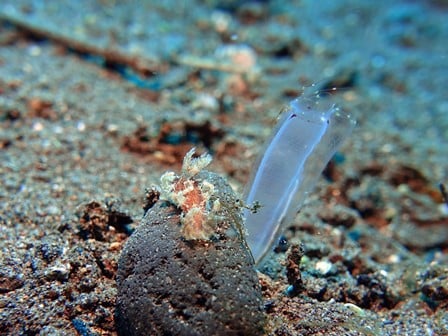 バリ島,Genus bornella, ユビウミウシ