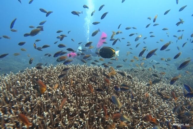 バリ島ヌサペニダのマングローブポイント、サンゴ礁にはスズメダイやハナダイがいっぱい