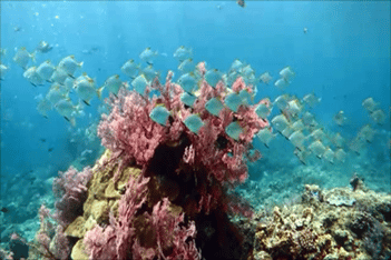 バリ島ダイビング，アメッドのツバメウオの群れとイソバナ群