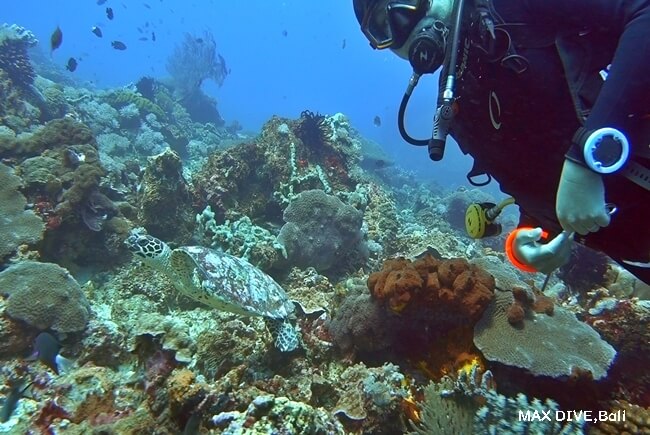 バリ島ヌサペニダのSDポイント，小さなウミガメに遭遇