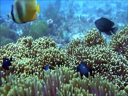 バリ島パダンバイ，ミゾレチョウチョウウオとミツボシスズメダイの幼魚