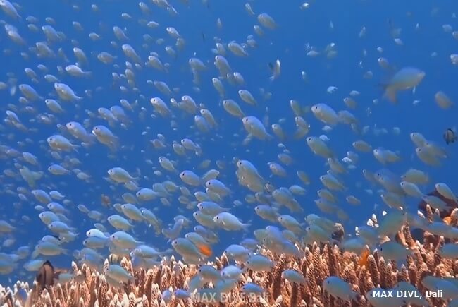 バリ島アメッド、ハードコーラルの上を泳ぐデバスズメダイの群れ