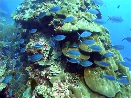 バリ島ダイビングポイント、トヨパカで見たササムロの群れ