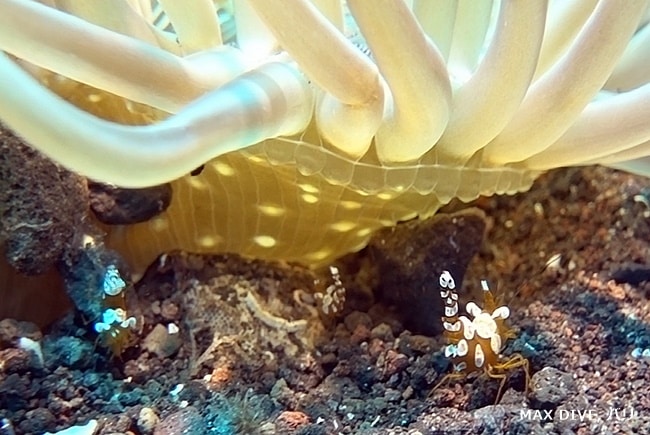 Thor amboinensis ，sexy anemone shrimp, イソギンチャクモエビ，バリ島トランベン，スラヤ