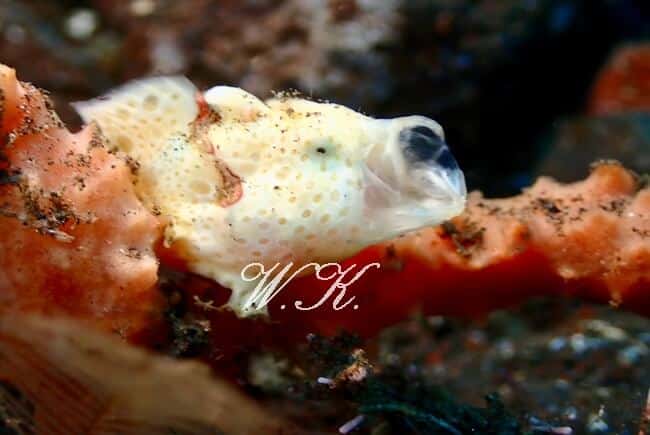オオモンカエルアンコウ,giant frogfish、Antennarius commerson