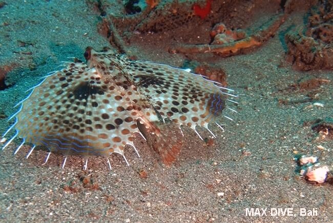 セミホウボウ,oriental flyinggurnard, パダンバイ・ジェティ