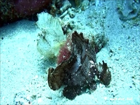 バリ島パダンバイ，ハダカハオコゼ，leaf scorpionfish