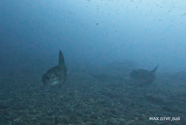 マンボウ、バリ島ヌサペニダで数匹のマンボウに遭遇