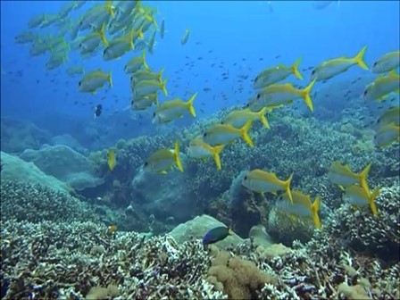 バリ島ダイビング，ヌサペニダのキンセンフエダイの群れ