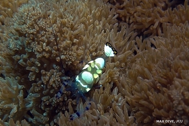 Anemone shrimp, イソギンチャクエビ,　バリ島トランベン，スラヤ