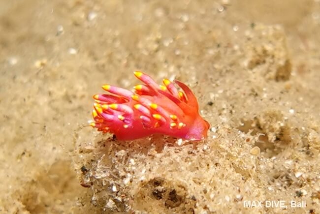 ミチヨミノウミウシ、Trinchesia sibogae, パダンバイ・ジェティ(Jetty)