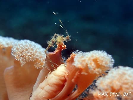 バリ島ダイビング，ワレカラ，skeleton shrimp