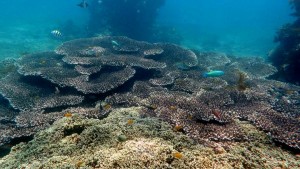 coral-padangbai