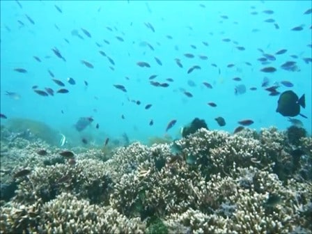 ﾊﾞﾘ島ダイビング：パダンバイ：サンゴ