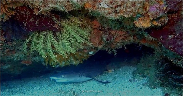 バリ島パダンバイ、サメ