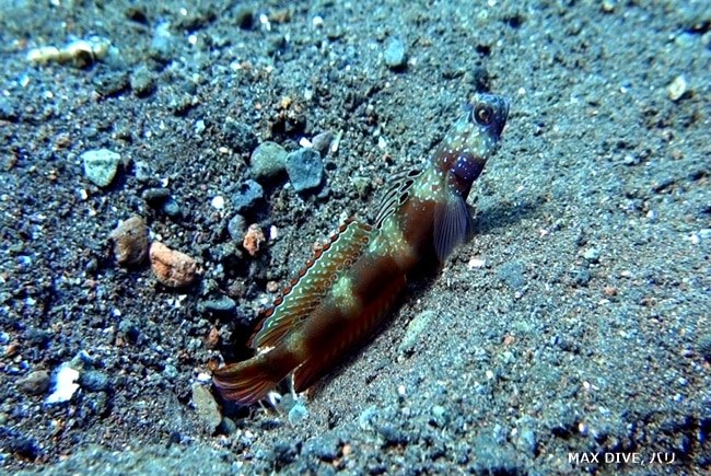 Metallic shrimp-goby, メタリックシュリンプゴビ―、バリ島トランベン，スラヤ
