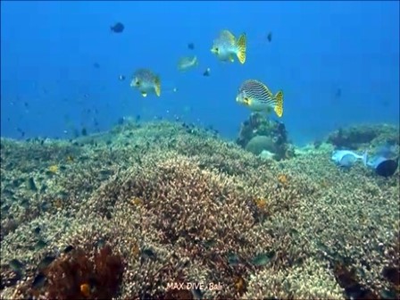 バリ島ダイビング，アヤコショウダイとサンゴ