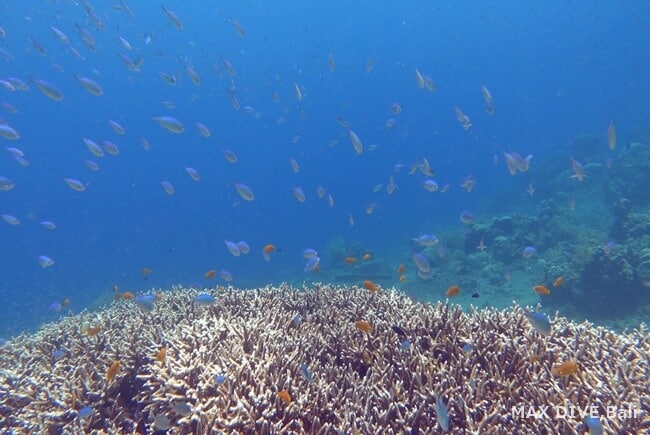 デバスズメダイの群れとサンゴ、バリ島パダンバイ