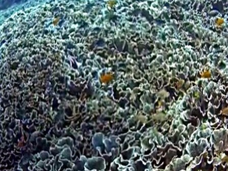 バリ島テペコンのキャベツサンゴ