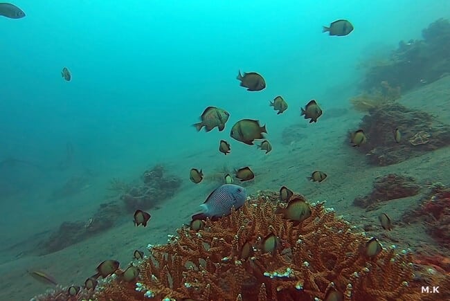 フタスジリュウキュウスズメダイ，Goproでバリ島アメッドの水中を撮影してみた