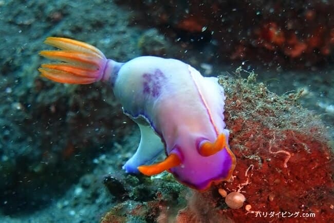 ヒュプセロド―リス・イバ、Hypselodoris iba ウミウシか？