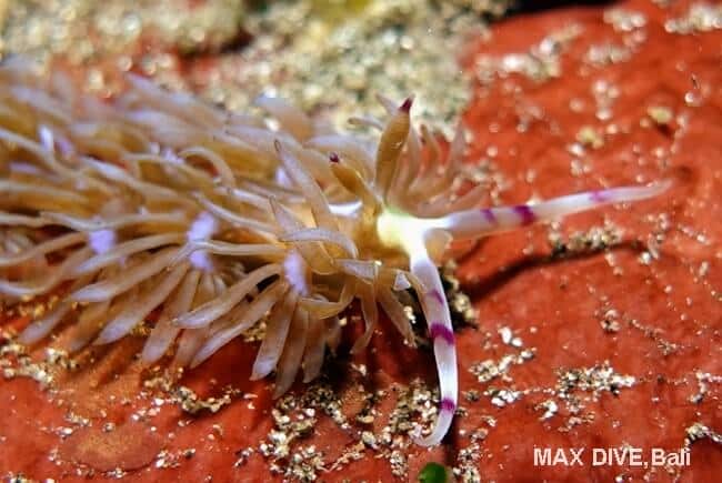 ムカデミノウミウシ,pteraeolidia semperi 
