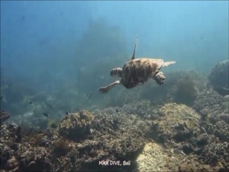 バリ島ヌサペニダでダイビング，カメ