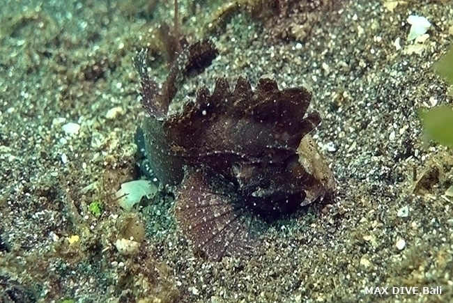 バリ島シークレットベイの砂地にいたロングスパインワスプフィッシュ，Longspine waspfish