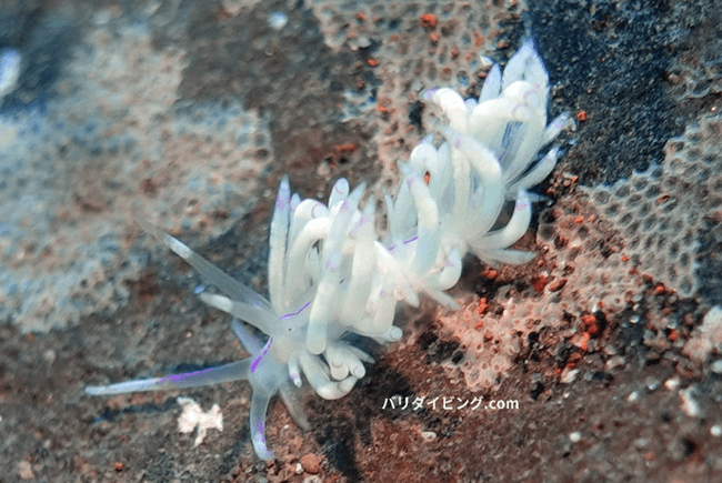 サンドラミノウミウシ、Unidentia sandramillenae