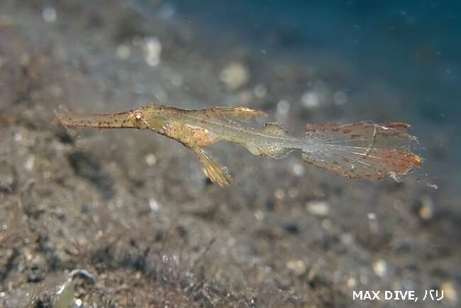 茶色のホソフウライウオ,Delicate Ghost pipefish,  バリ島アメッドでマックダイビング