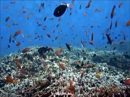 バリ島ヌサペニダでサンゴの上をダイビング