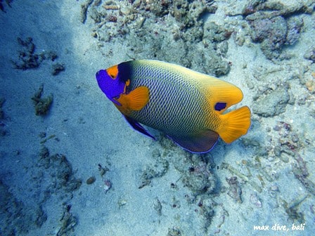 バリ島パダンバイ，アデヤッコ，blueface angelfish