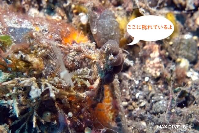 デコレータークラブ