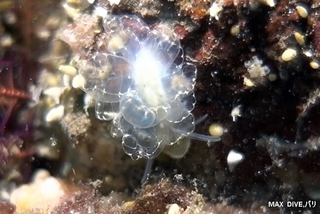ミヤビウロコウミウシ Cyerce elegans,バリ島トランベン