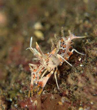 トゲツノメエビ tiger shrimp