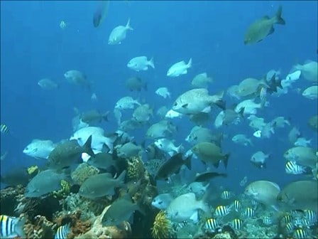 バリ島ヌサペニダ，魚の群れ