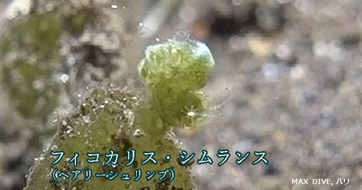 フィコカリス・シムランス.ヘアリーシュリンプ,phycocaris simulans, hairy shrimp, 緑色