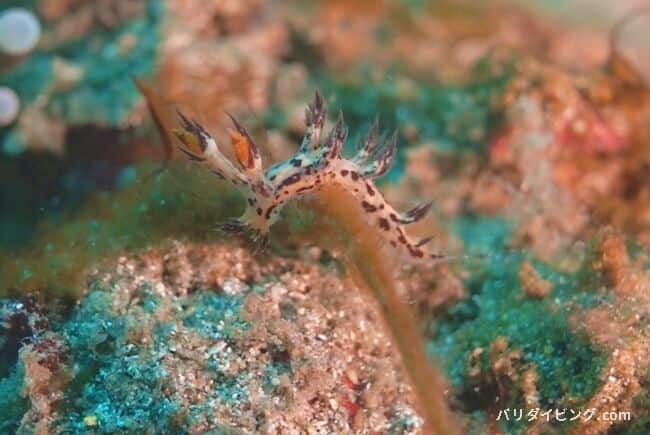 カバングス・レギウス、cabangus regius