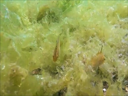 バリ島シークレットベイ，ミヤコイシモチFrostfin cardinalfish
