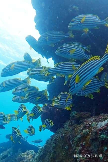 バリ島トランベン、ムスジコショウダイの群れ、オープンウォーターダイバーコースでみた
