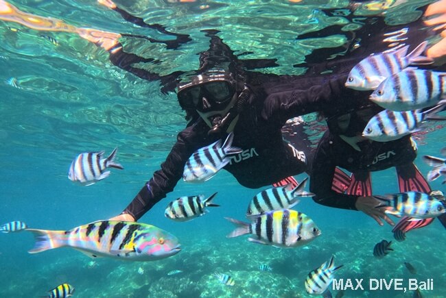シュノーケリングで見る水中世界、バリ島パダンバイ