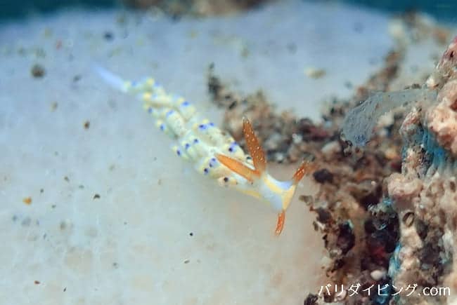 シロタエミノウミウシ属の一種、Tenellia sp